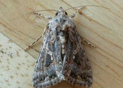 Hornworm moth Photo: Mark Dreiling, Bugwood.org 