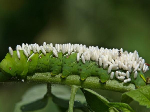 tomato hornworm with wasp egg sacs on back