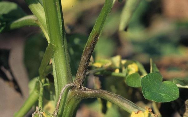 late blight infected tomato stem