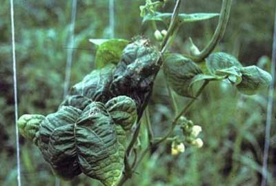 Puckered bean leaves caused by leafhopper feeding