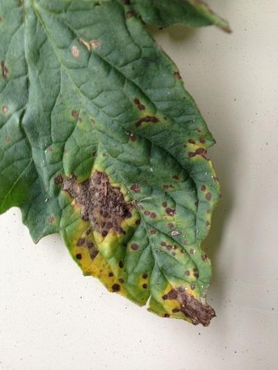 tomato leaf with septoria leaf spot