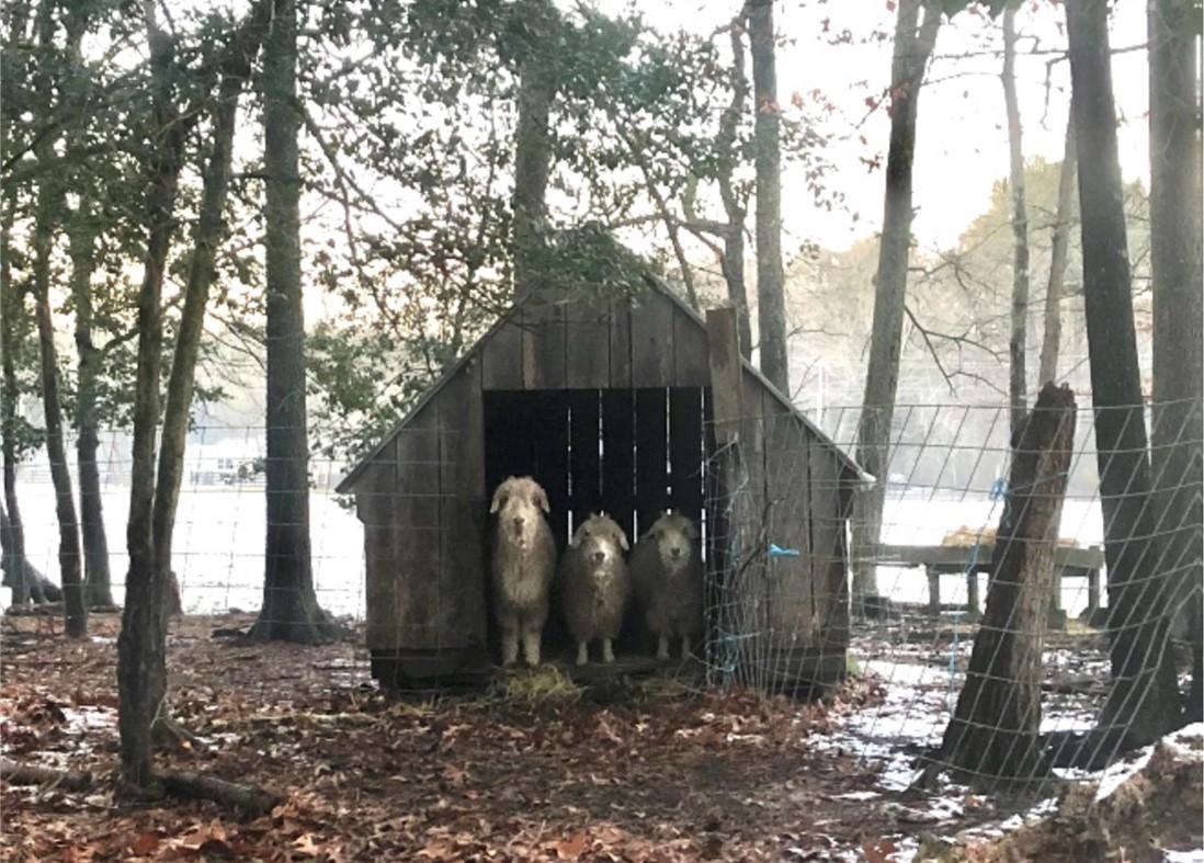 Sheep looking out of structure