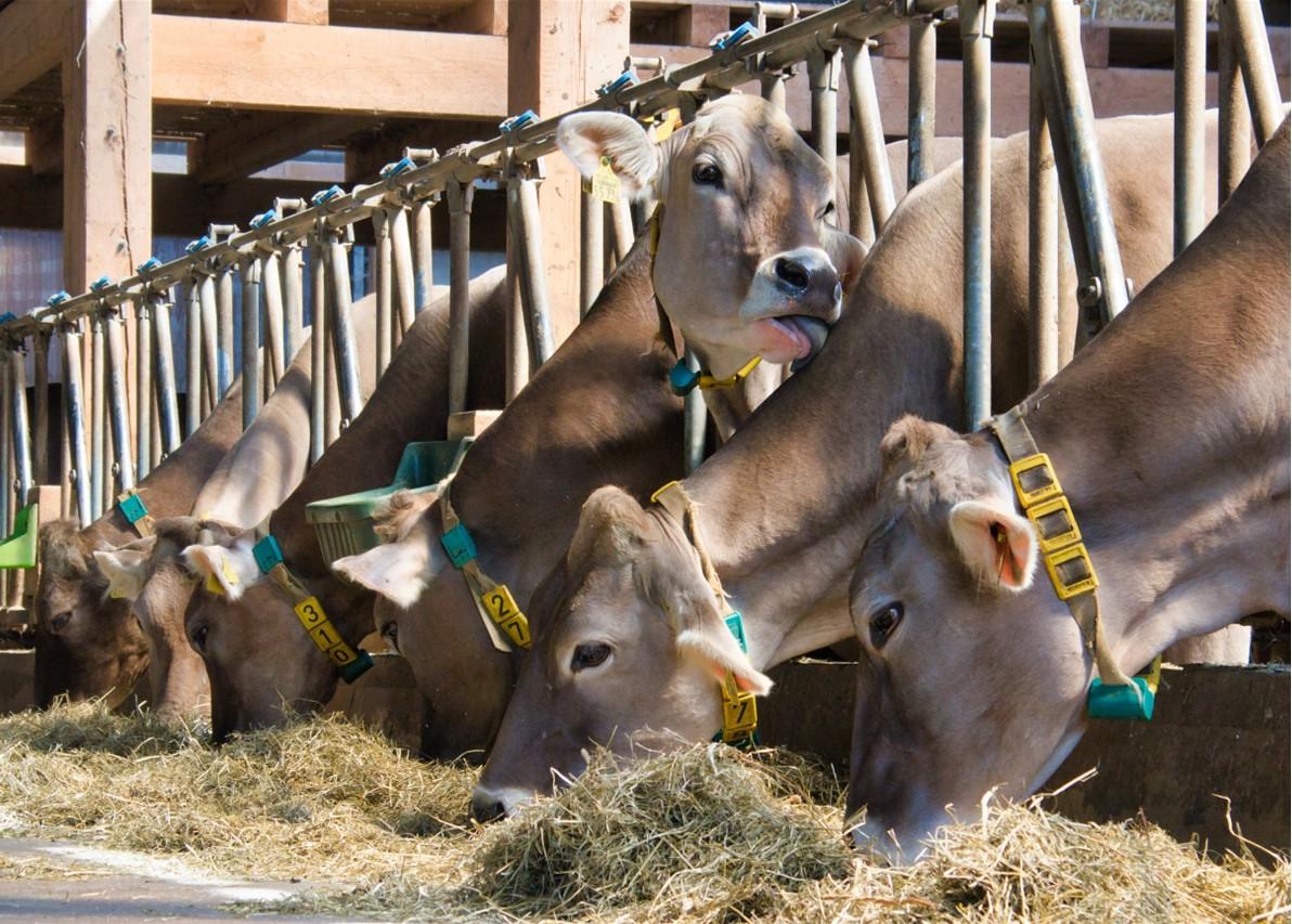 Dairy cows feeding