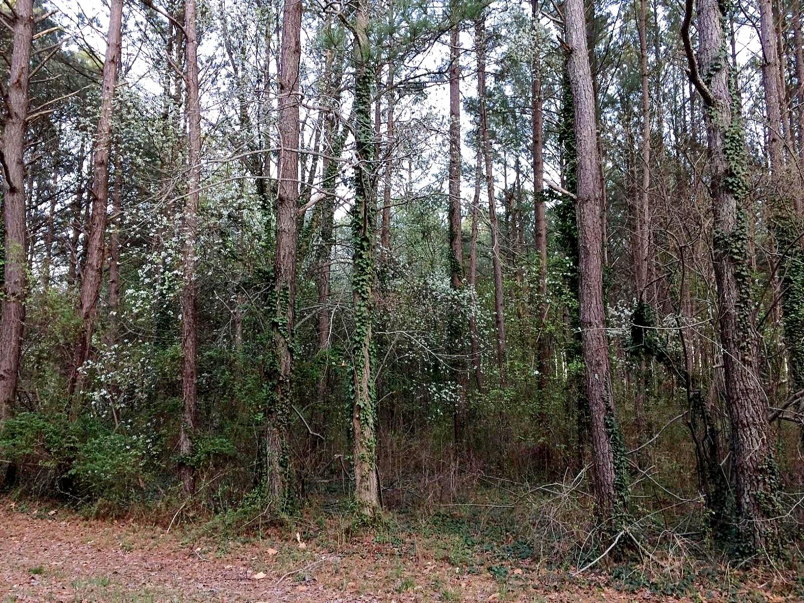 forest overgrown with invasive plants