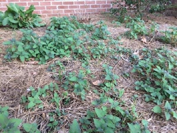 Bee balm (Monarda) is spreading in a bare area where invasive where removed