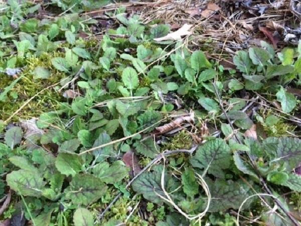 native plant lyre leaf sage growing in a bare area