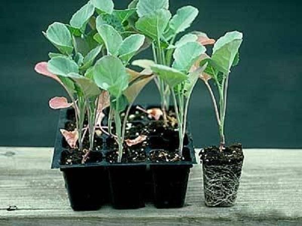 root bound broccoli seedlings Stressed and root bound broccoli seedlings