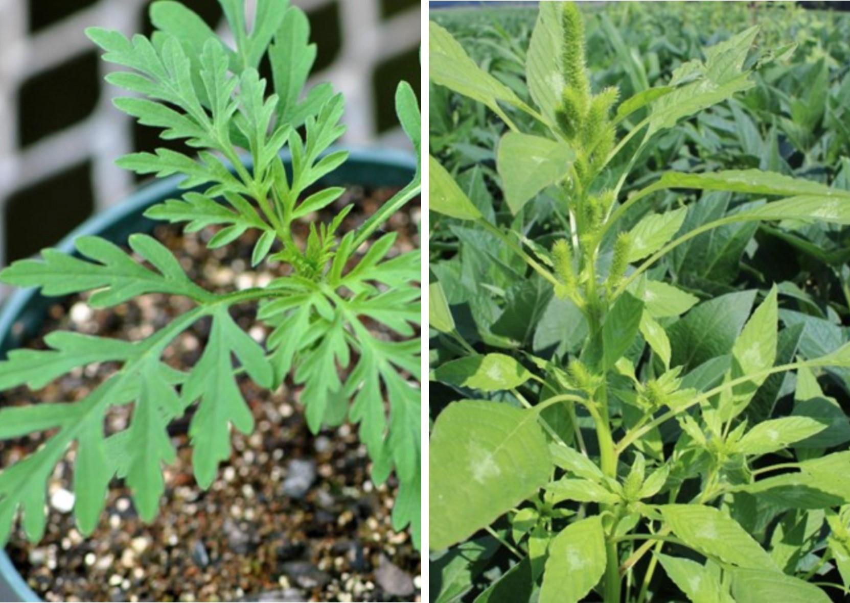 Ragweed and Palmer Amaranth, Image: Ragweed from B. Ackley, Ohio State University, bugwood.org