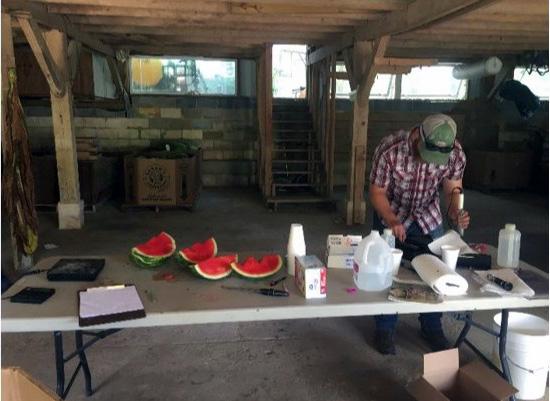 Grafting Watermelon