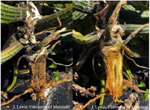 Fig. 2 Rotted base of stem of squash from Fusarium crown rot. Image: M. Lewis, University of Maryland