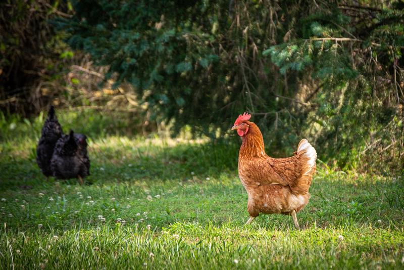 Backyard Chickens