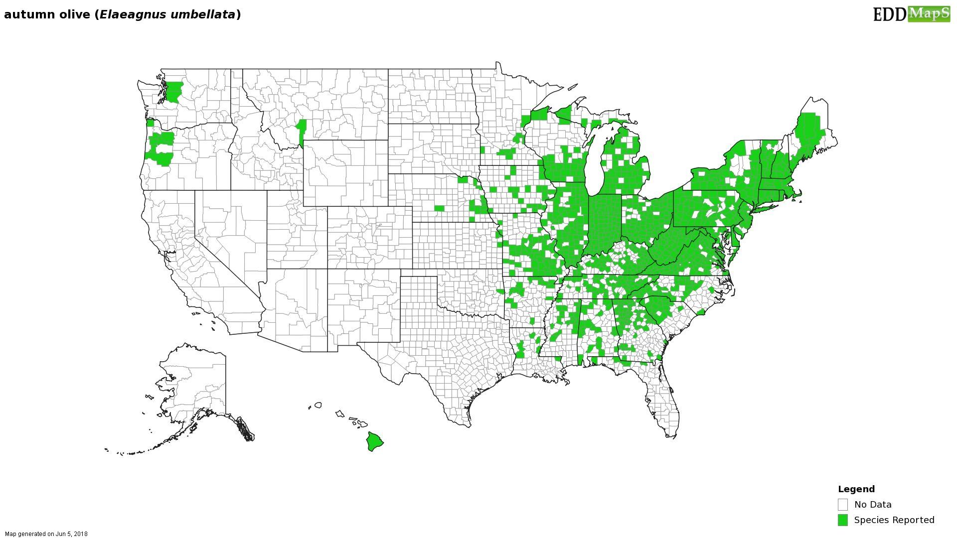 Autumn olive US county distribution. Courtesy eddmaps.org.