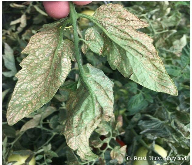 Fig. 3 Patches of thrips feeding coalescing into large areas of brown dead leaf tissue.