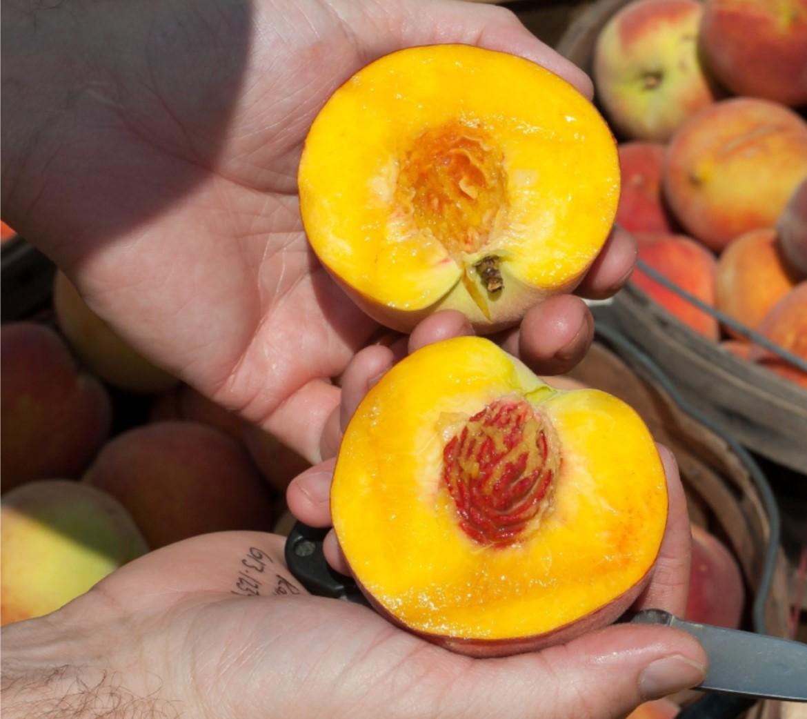 Figure 2. Melting flesh type-peach with desirable texture. Photo: Mark Stebnicki, Pexels.