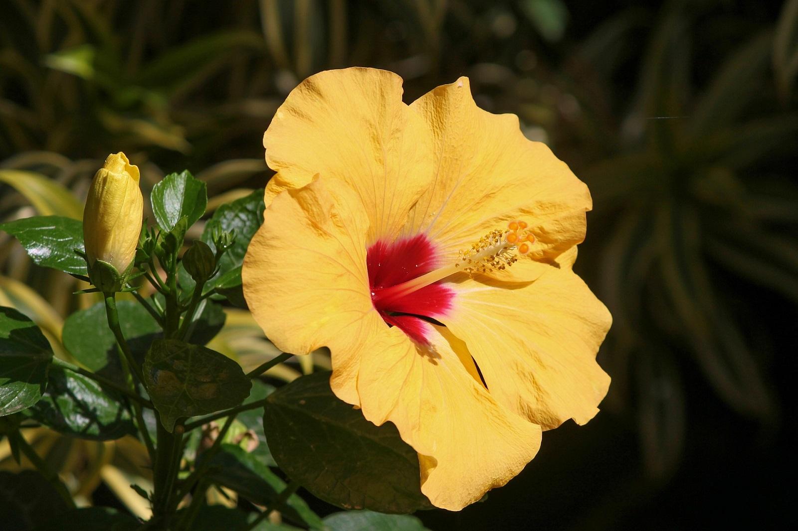 bright yellow hibiscus flower