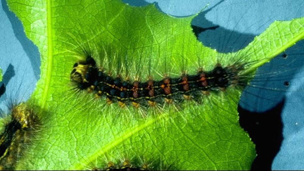 mature gypsy moth caterpillar