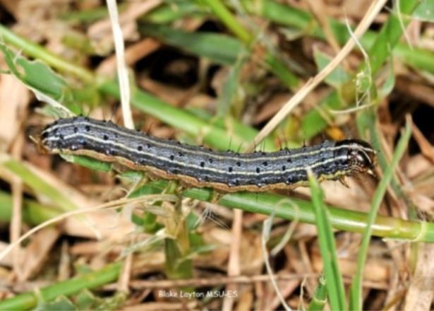 Figure 1. Fall armyworm larvae. Image: Blake Layton, MSU-ES.