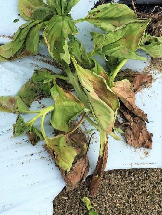 Sweet basil infected with Fusarium wilt.