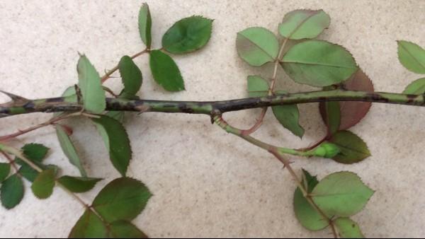 canker on rose stem