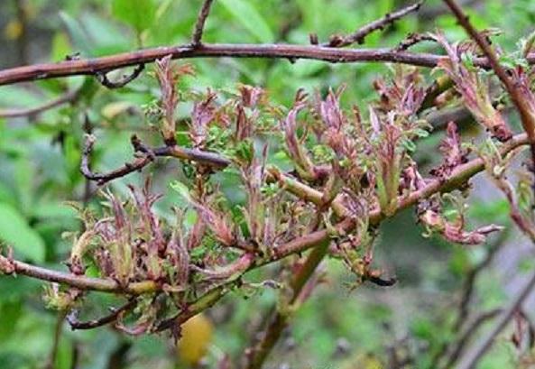 rose rosette disease