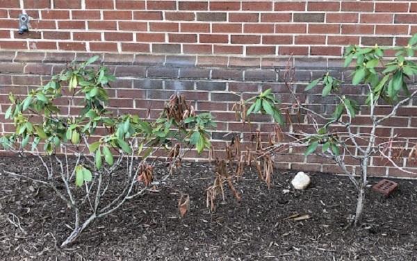 rhododendron with Botryosphaeria canker