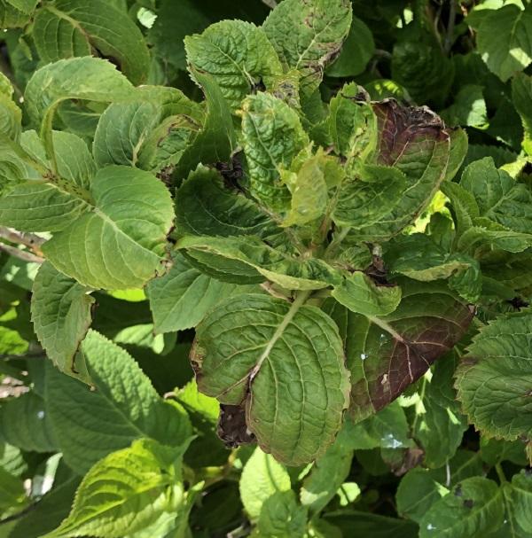 frost damaged hydrangea leaves