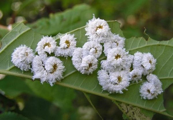 white larvae of dogwood sawfly