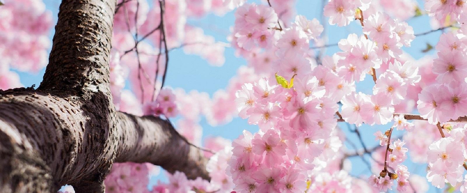 pink cherry blossoms