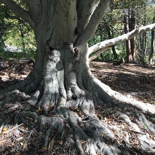 the smooth grey bark of a beech tree