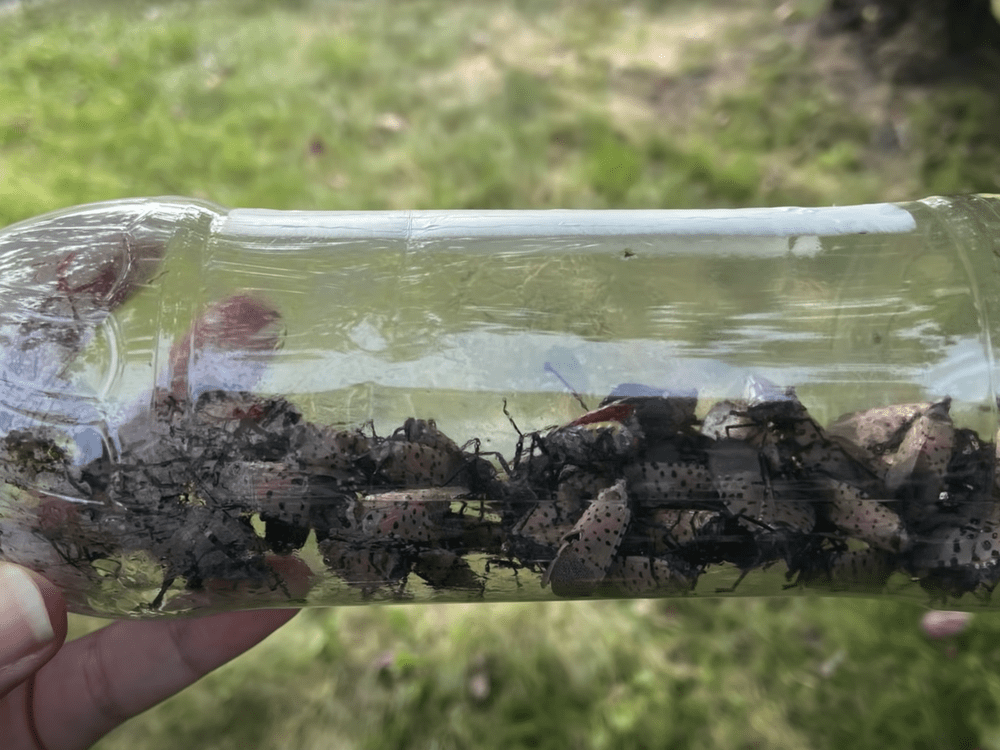 Spotted lanternfly water bottle trap video screenshot