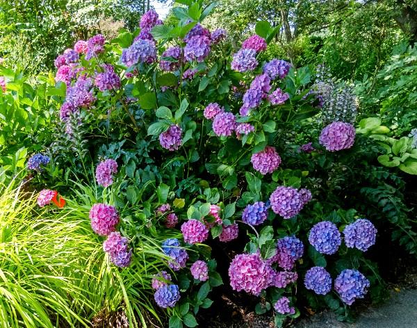 Bigleaf hydrangea