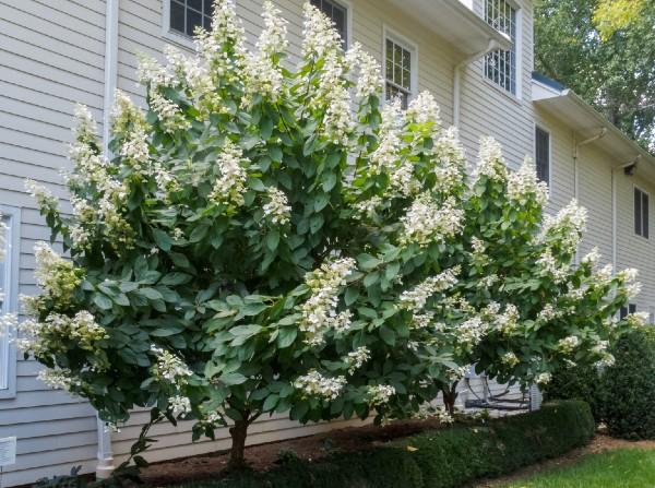 panicle hydrangea