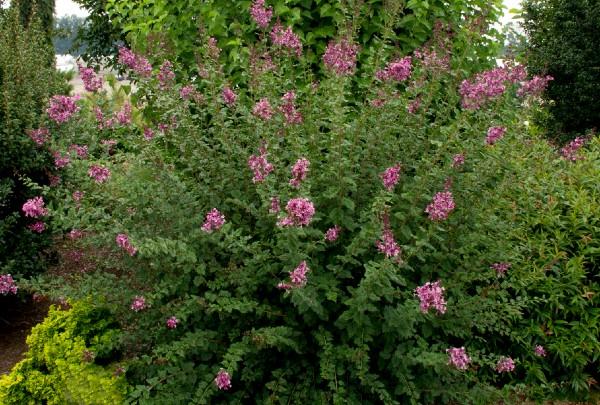 blooming Bloomerang lilac