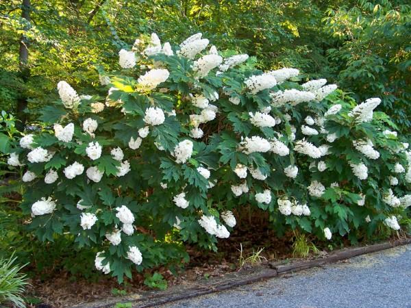 oakleaf hydrangea