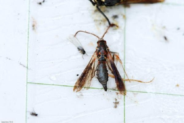 adult lilac ash borer