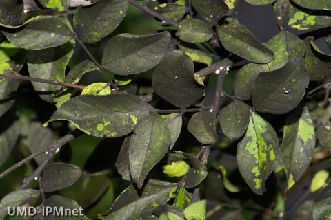 crapemyrtle leaves with heavy coating of sooty mold