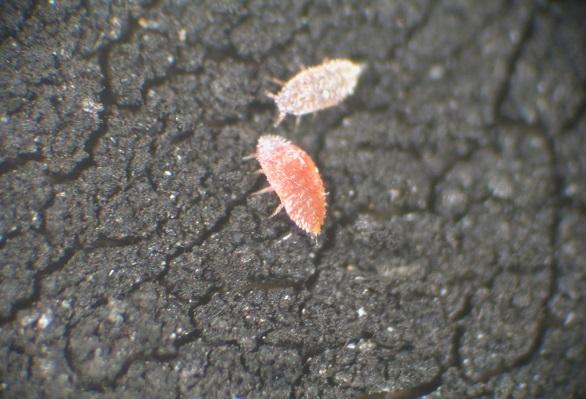 close up of crapemyrtle bark nymph (immature)