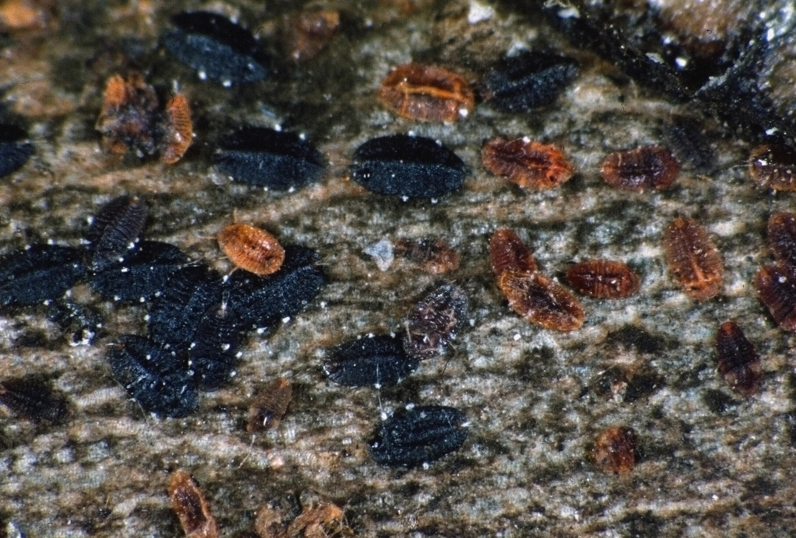 close up of tuliptree scale crawlwers