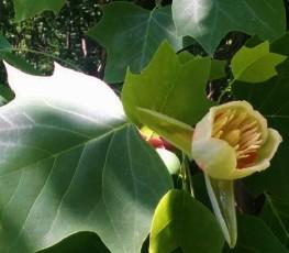 tulip poplar flower