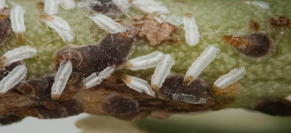 euonymus scale male and females on stem