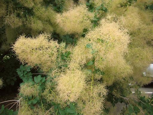 white smokebush blooms