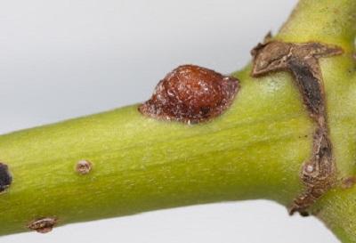 brown cottony maple scale adult