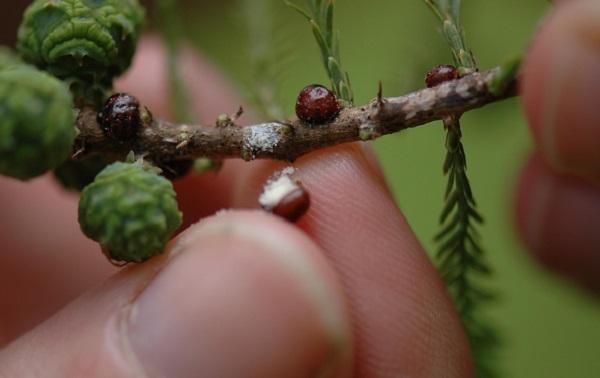 Brown fletcher scale adult and eggs