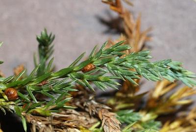 baldcypress with brown needles caused by fletcher scale