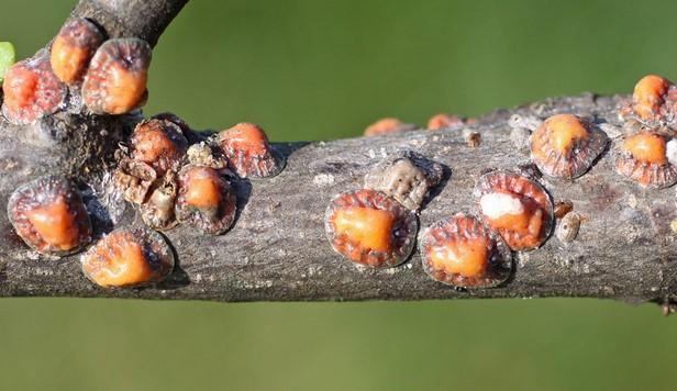 Adult Tuliptree scale cluster with alive dead adults