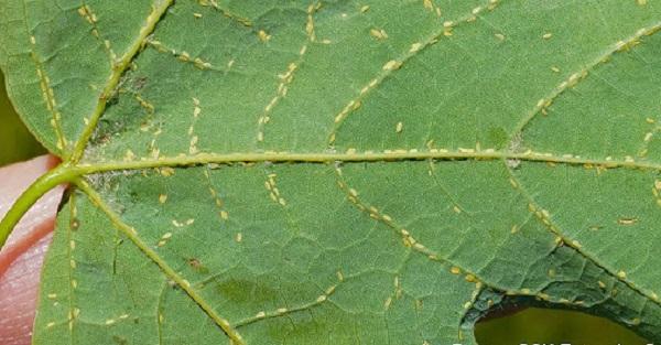 calico scale crawlers settled along the back of maple leaf veins