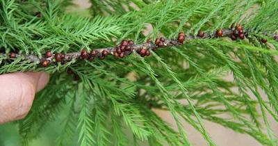 fletcher scale on baldcypress tree new growth