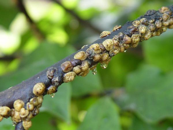 Tuliptree scale on a magnolia branch producing drops of honeydew.