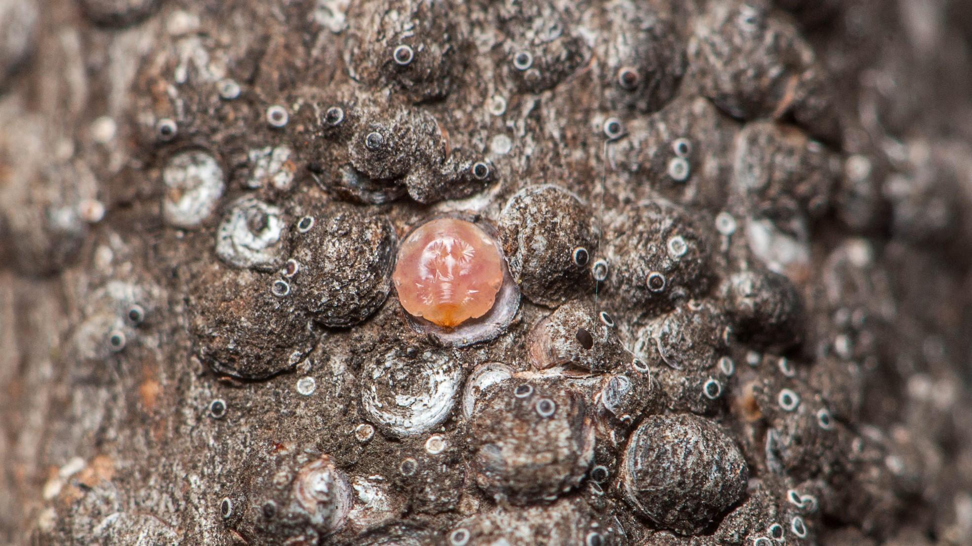 Close-up of a gloomy scale on a maple branch.