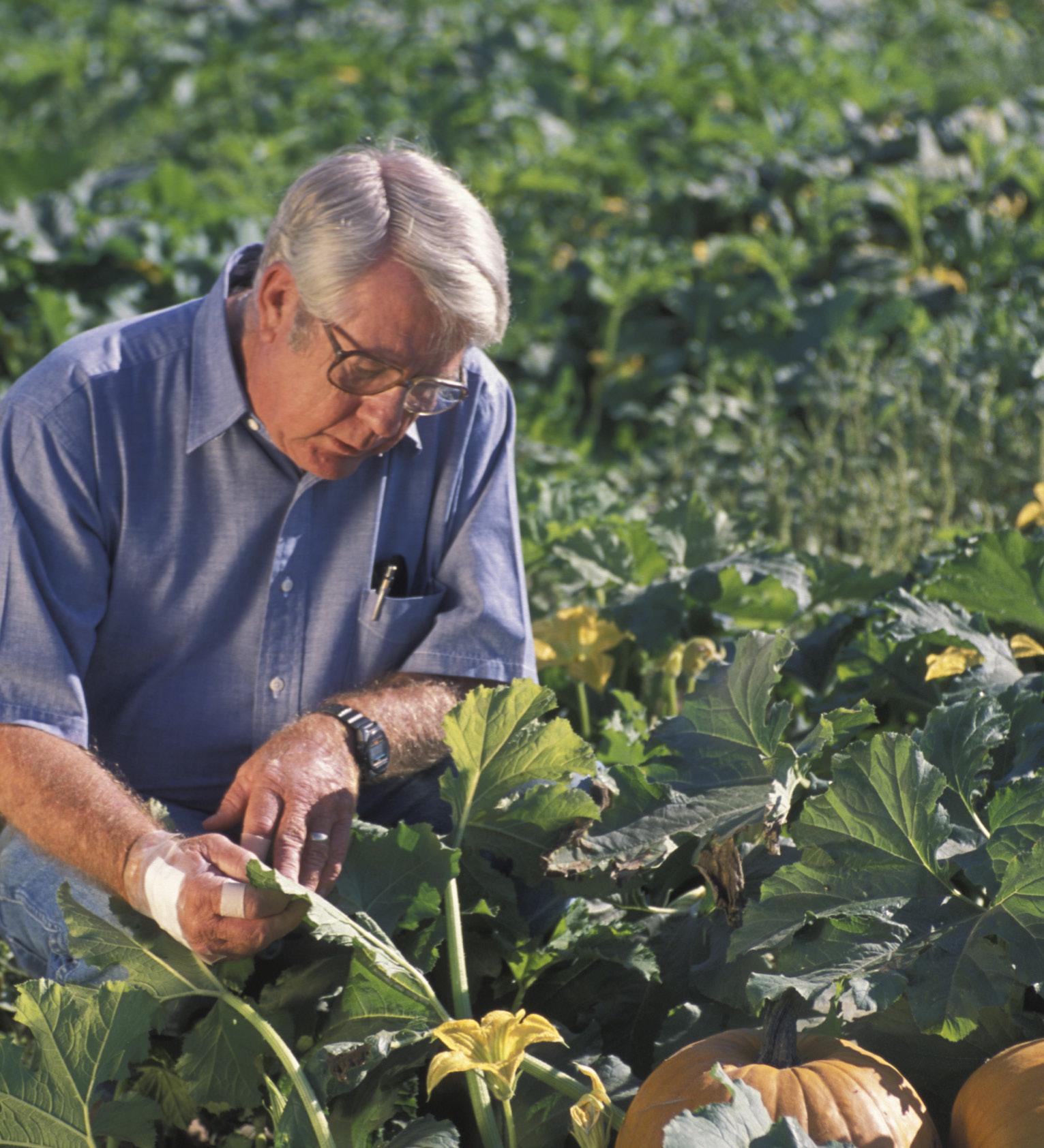 man kneeling with pumpkins